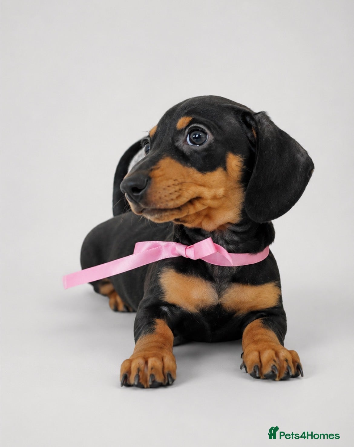 Miniature Dachshund dogs Kc reg miniature smooth haired dachshund  - Advert 3