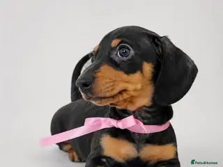 Miniature Dachshund dogs Kc reg miniature smooth haired dachshund - Advert 3