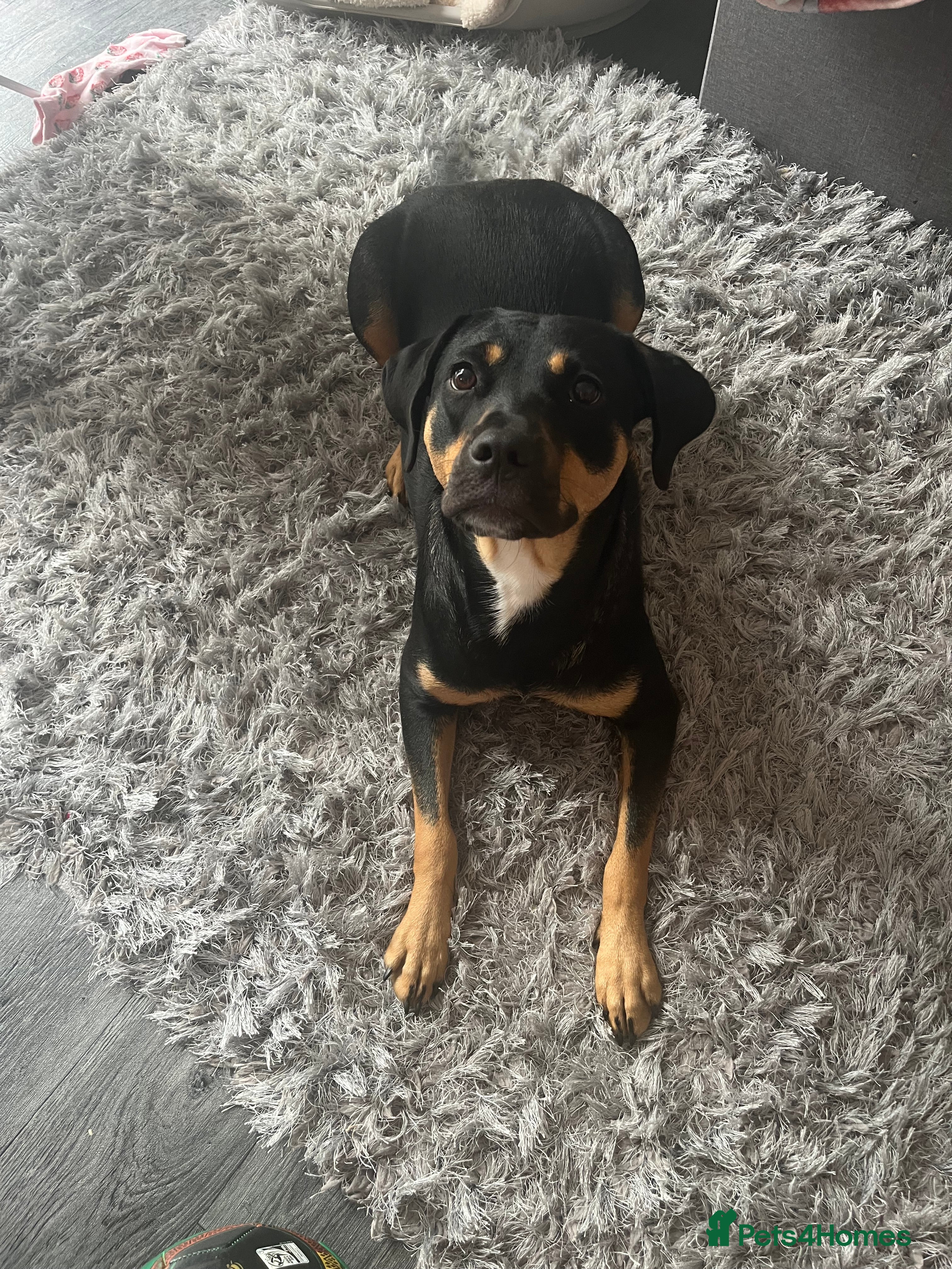 Mixed Breed dogs Bella needs a home ASAP 🐾  - Advert 5