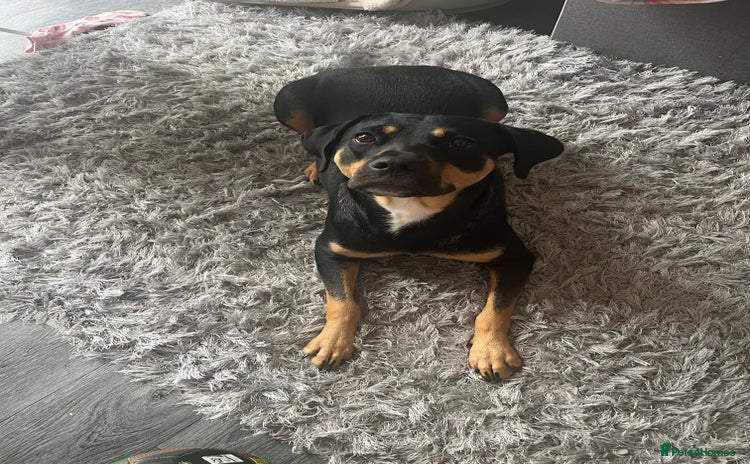 Mixed Breed dogs - Advert 4