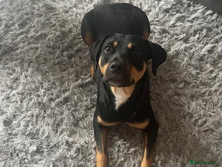 Mixed Breed dogs - Advert 8