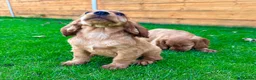 Cocker Spaniel dogs for sale: Golden Show CockerSpaniel Babies 🐾🐾🐾 - Advert 19