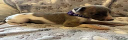 Whippet dogs for sale: Beautiful KC Whippet Puppies - Advert 4