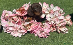 Dachshund dogs for sale: Dachshund Puppy 1 - 7 minature dashound puppies ready to leave  - Image 23