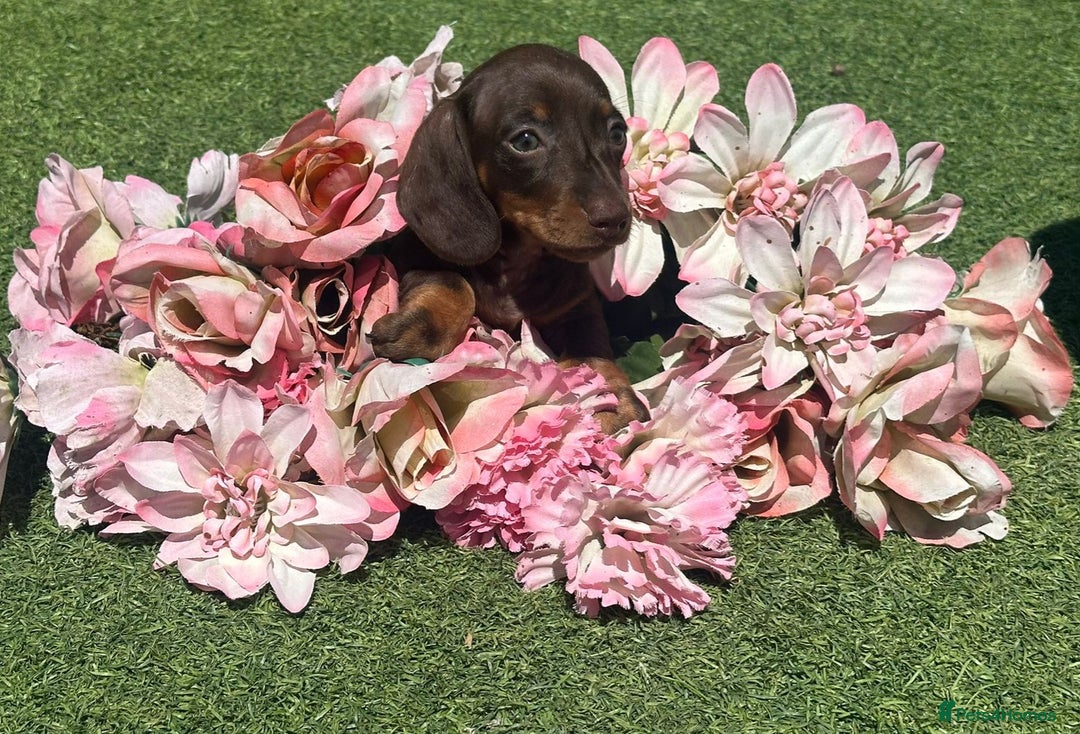 Dachshund dogs for sale: Dachshund Puppy 1 - 7 minature dashound puppies ready to leave  - Image 23