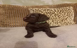 Sprocker dogs for sale: 3 Chocolate Sprockers. - Image 5