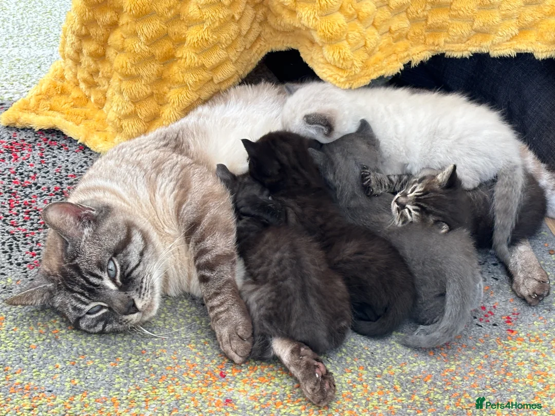 British Shorthair cats for sale: Stunning kittens For Sale; very friendly and cute! - Advert 1