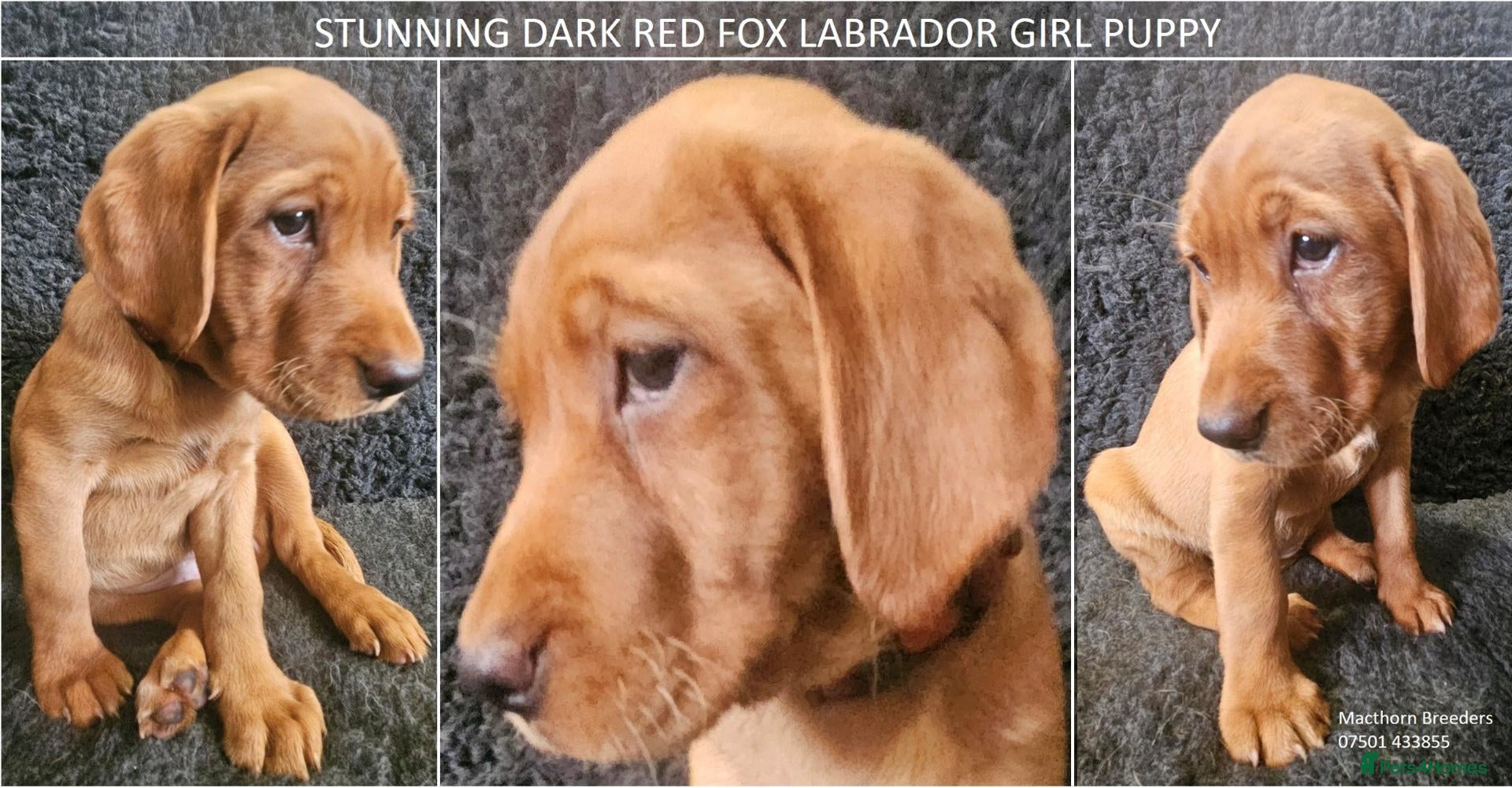 Labrador Retriever dogs Stunning Red Fox Labs-KC Reg, Health Checked, FTCH - Advert 17