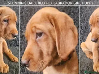 Labrador Retriever dogs Stunning Red Fox Labs-KC Reg, Health Checked, FTCH - Advert 17