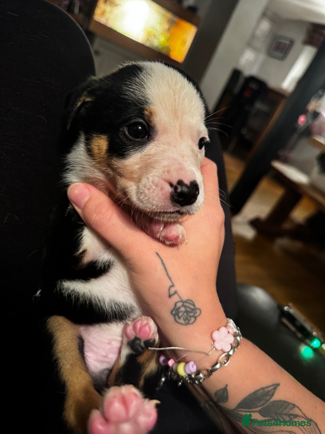 Mixed Breed dogs for sale: Pups for sale  - Advert 19