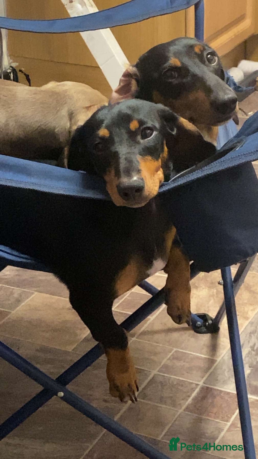 Miniature Dachshund dogs for sale: Black and Tan girl miniature dachshund  - Advert 3