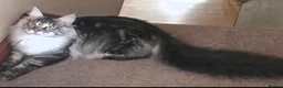 Maine Coon cats for sale: Last Stunning GCCF reg. Maine Coon Boy! - Advert 6