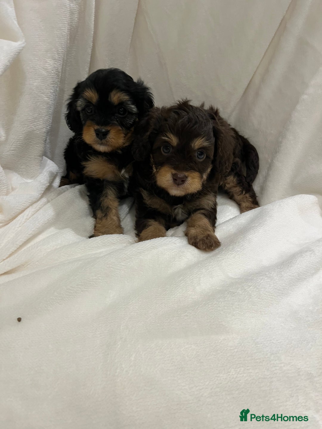 Cavapoo dogs for sale: Rare extensively health tested chocolate cavapoos - Advert 15