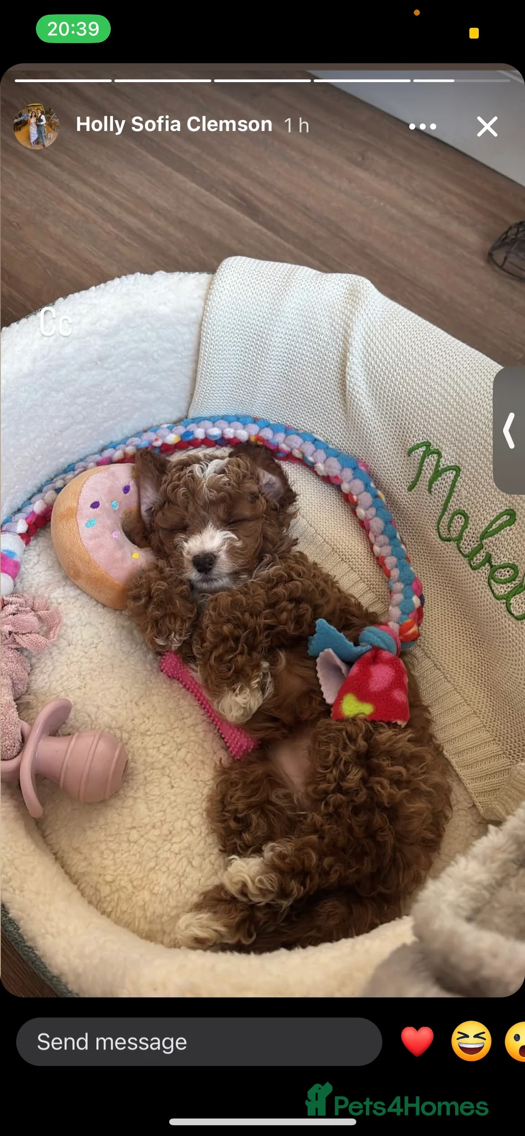 Toy Poodle dogs for stud: Stunning playful Parti Toy Poodle at Stud in Cannock - Advert 17
