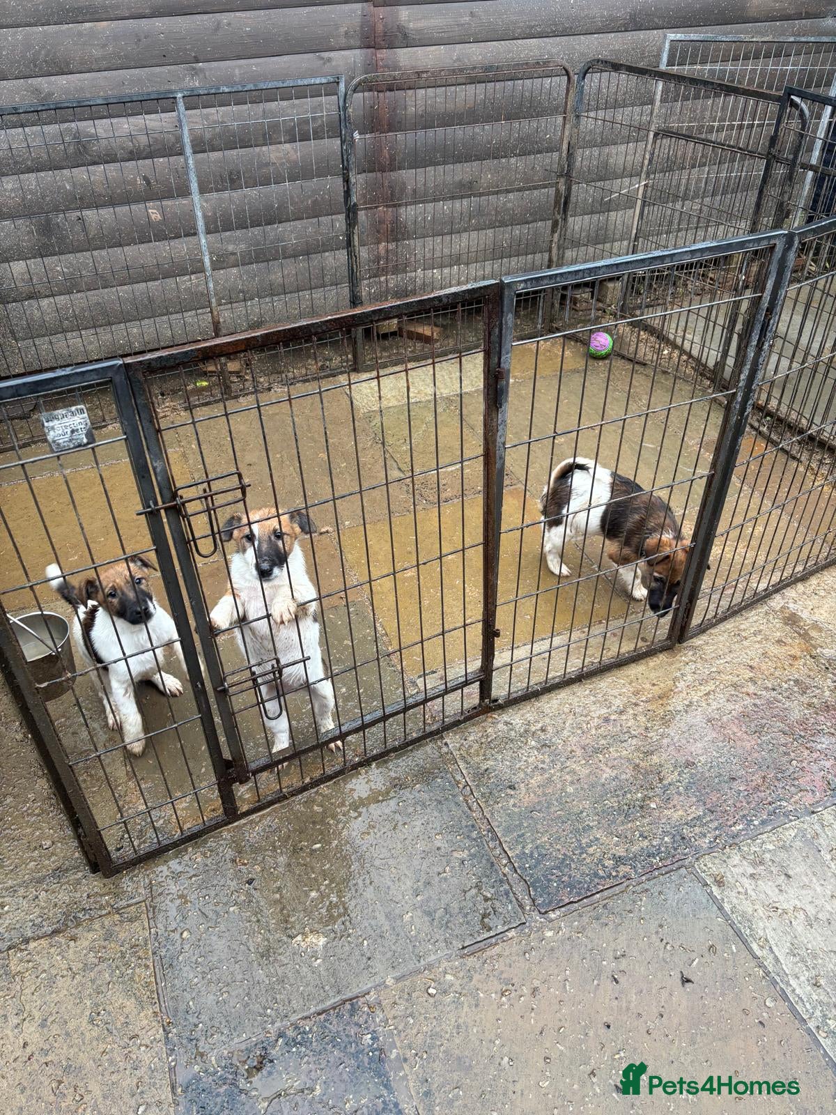 Fox Terrier dogs Smooth fox terrier  - Advert 1