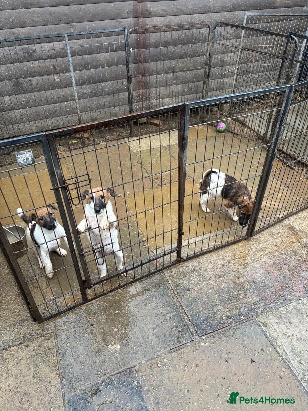 Fox Terrier dogs for sale: Smooth fox terrier  - Advert 1