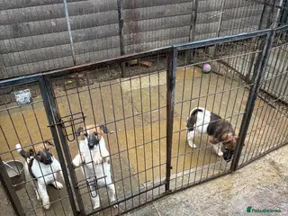 Fox Terrier dogs Smooth fox terrier - Advert 1