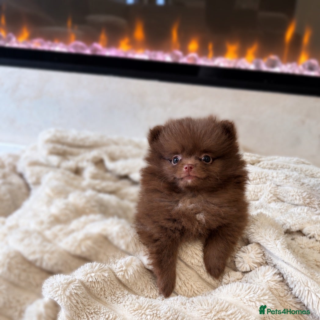 Pomeranian dogs READY 💖💙 Chocolate & Merle Babies - Advert 2