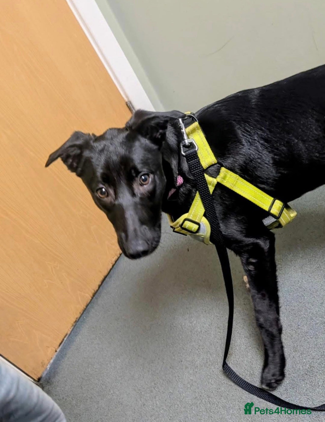 Mixed Breed dogs 💕Lottie💕 - Advert 1