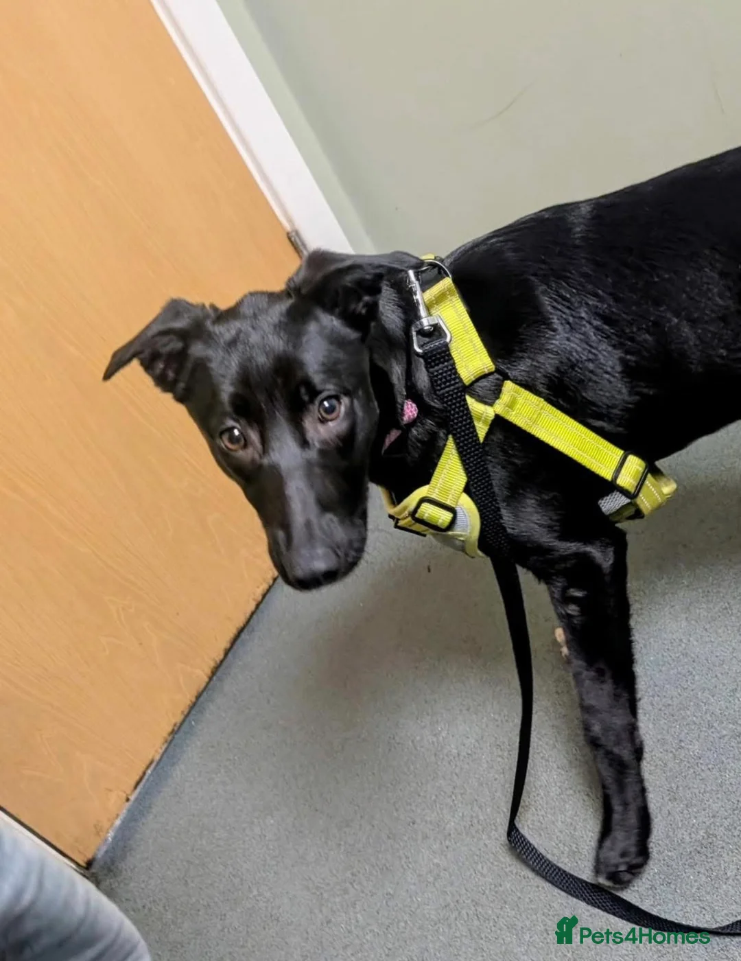 Mixed Breed dogs for adoption: 💕Lottie💕 - Advert 1