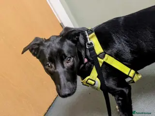 Mixed Breed dogs 💕Lottie💕 - Advert 1