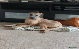 Mixed Breed dogs for sale: 6 month mixed male for urgent rehome - Image 7