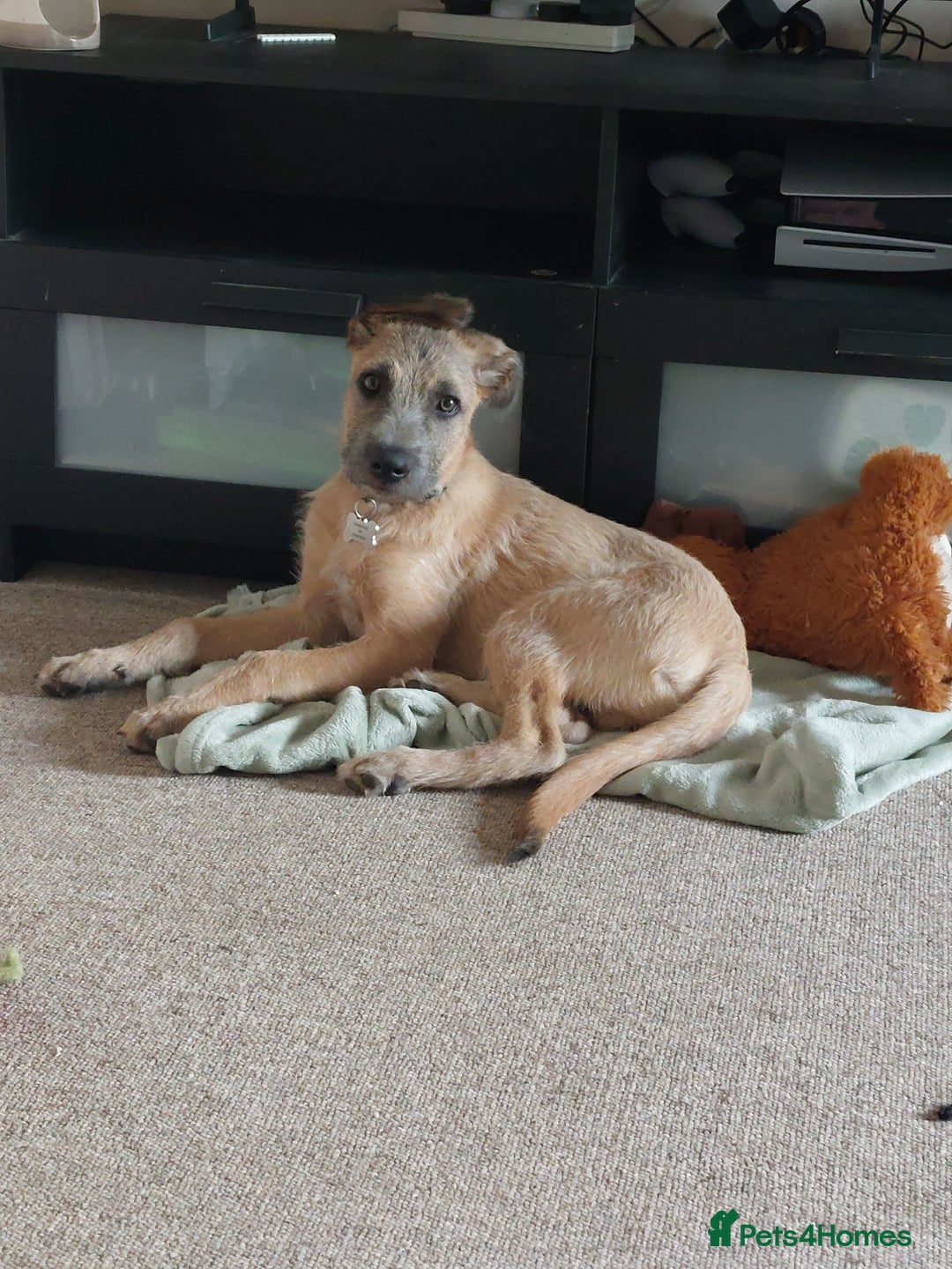 Mixed Breed dogs for sale: 6 month mixed male for urgent rehome - Image 7
