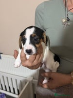 Jack Russell dogs - Advert 13