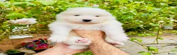 Samoyed dogs for sale: ⭐️Quality Samoyed Puppies⭐️ - Advert 11