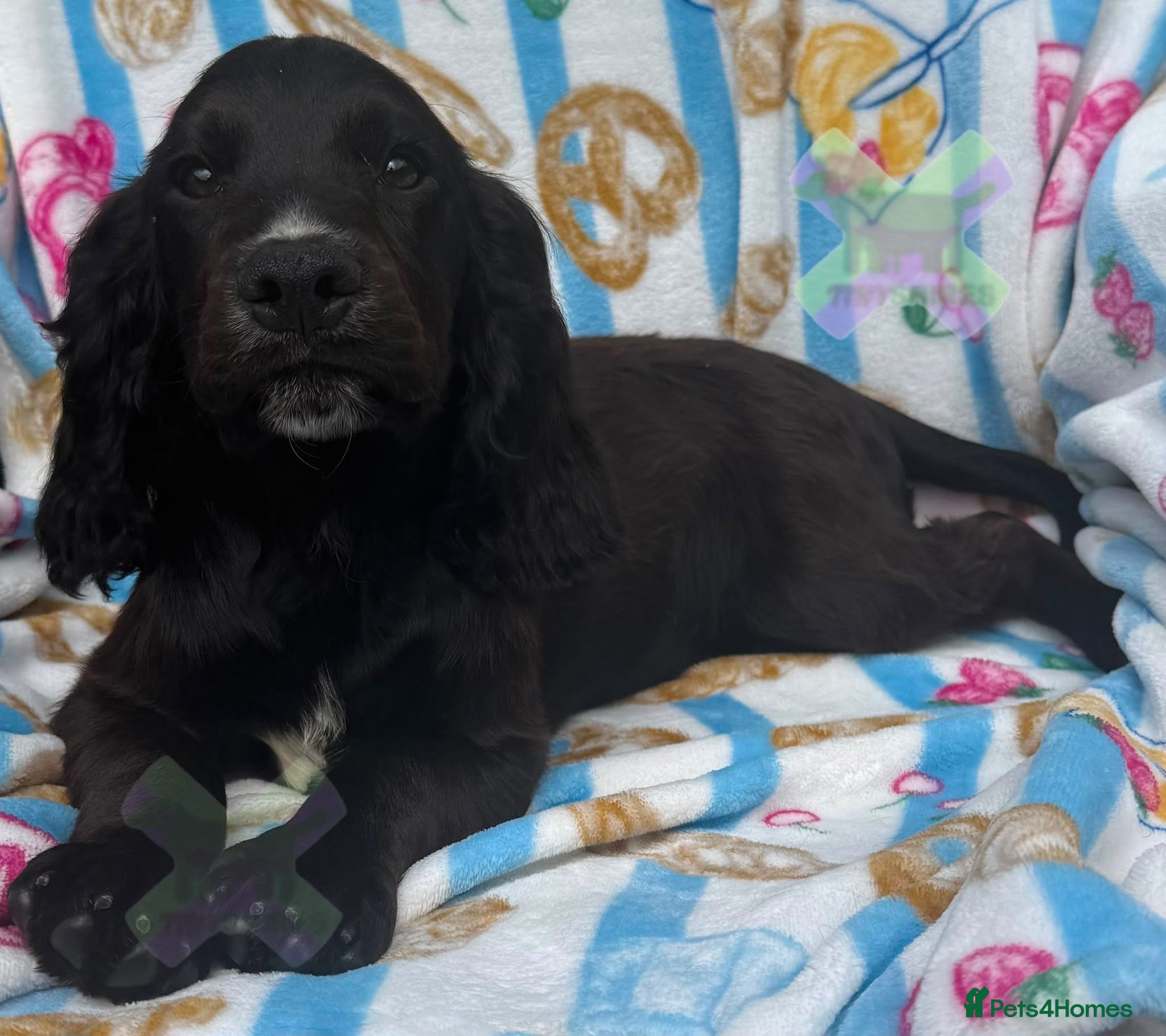 Cocker Spaniel dogs Kc cocker spaniels  17 DNA HEALTH TESTED  - Advert 2