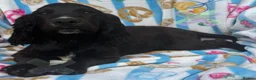 Cocker Spaniel dogs for sale: Kc cocker spaniels  17 DNA HEALTH TESTED  - Advert 2