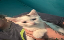 Mixed Breed cats for sale: Girl kitten  - Image 2