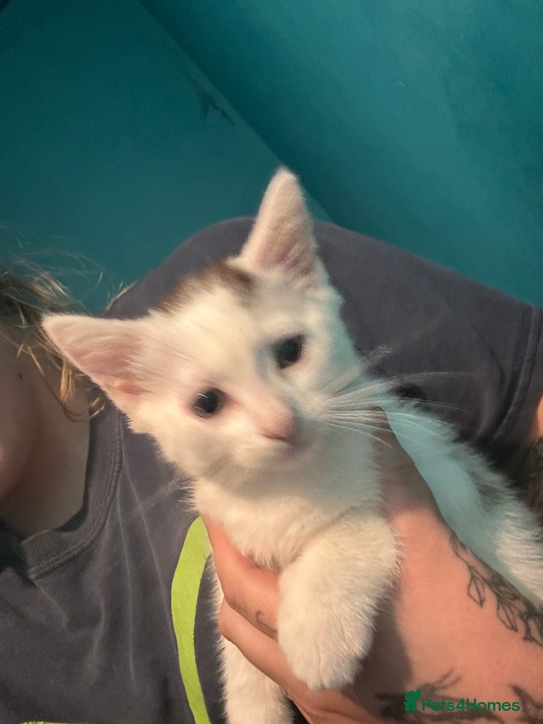 Mixed Breed cats for sale: Girl kitten  - Image 2