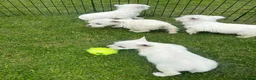 West Highland Terrier dogs for sale: West highland terrier  in Northallerton - Advert 23