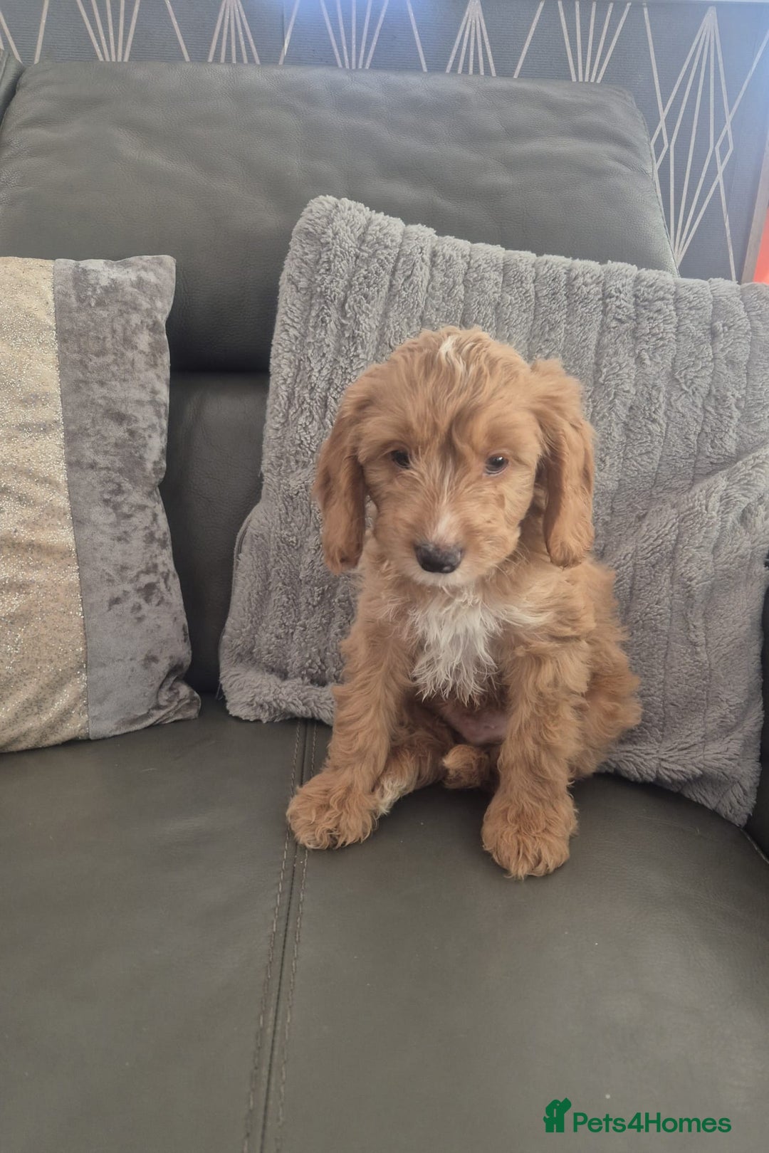 Cockapoo dogs for sale: F1 cockapoo - Ready Now - Image 23