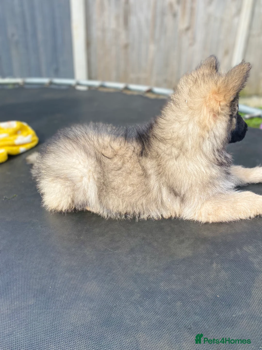German Shepherd dogs for stud: FOR STUD (PROVEN)  in Doncaster - Advert 10