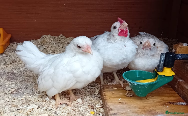 Chickens poultry - Advert 1