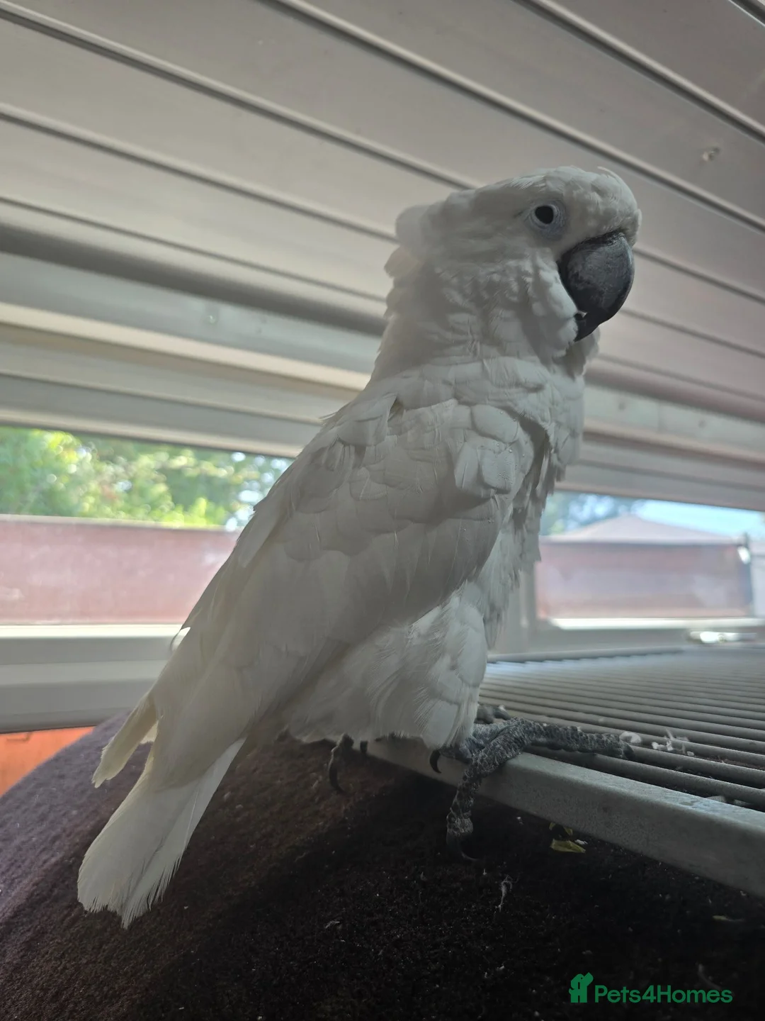 Cockatoo birds for sale: 2 x cuddly tame umbrella cockatoos  - Advert 2
