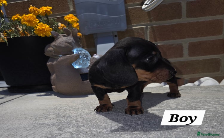Miniature Dachshund dogs - Advert 1