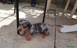 Miniature Dachshund dogs for sale: These 3 beautifull miniature dachshunds - Image 5