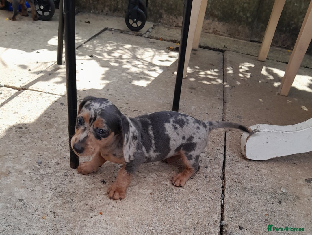 Miniature Dachshund dogs for sale: These 3 beautifull miniature dachshunds - Image 5