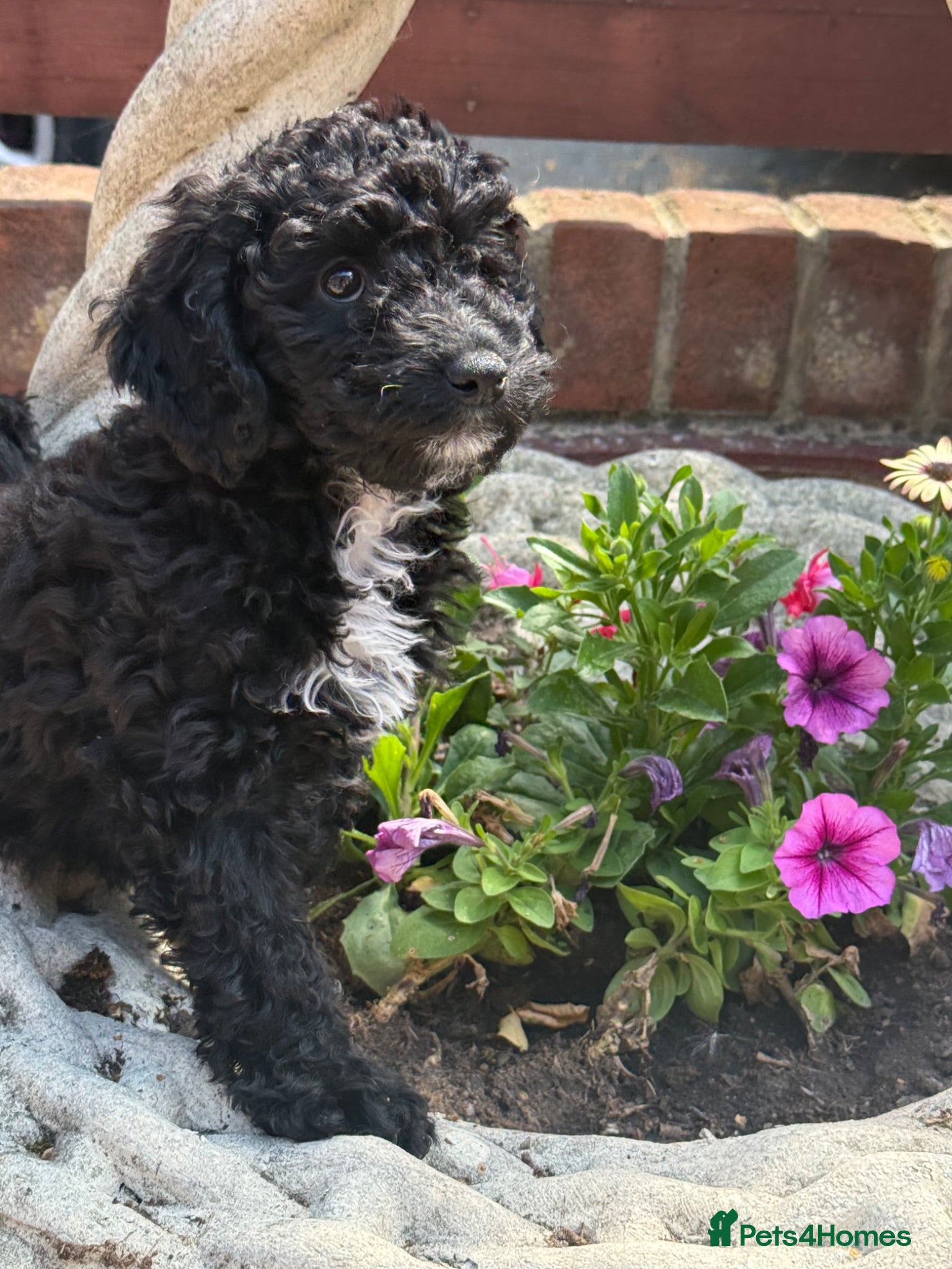 Cockapoo dogs Beautiful f2 cockapoo puppies for sale  - Advert 1
