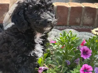 Cockapoo dogs Beautiful f2 cockapoo puppies for sale - Advert 6