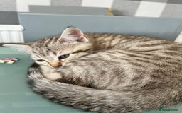 British Shorthair cats for sale: 10 week old kittens  - Image 4