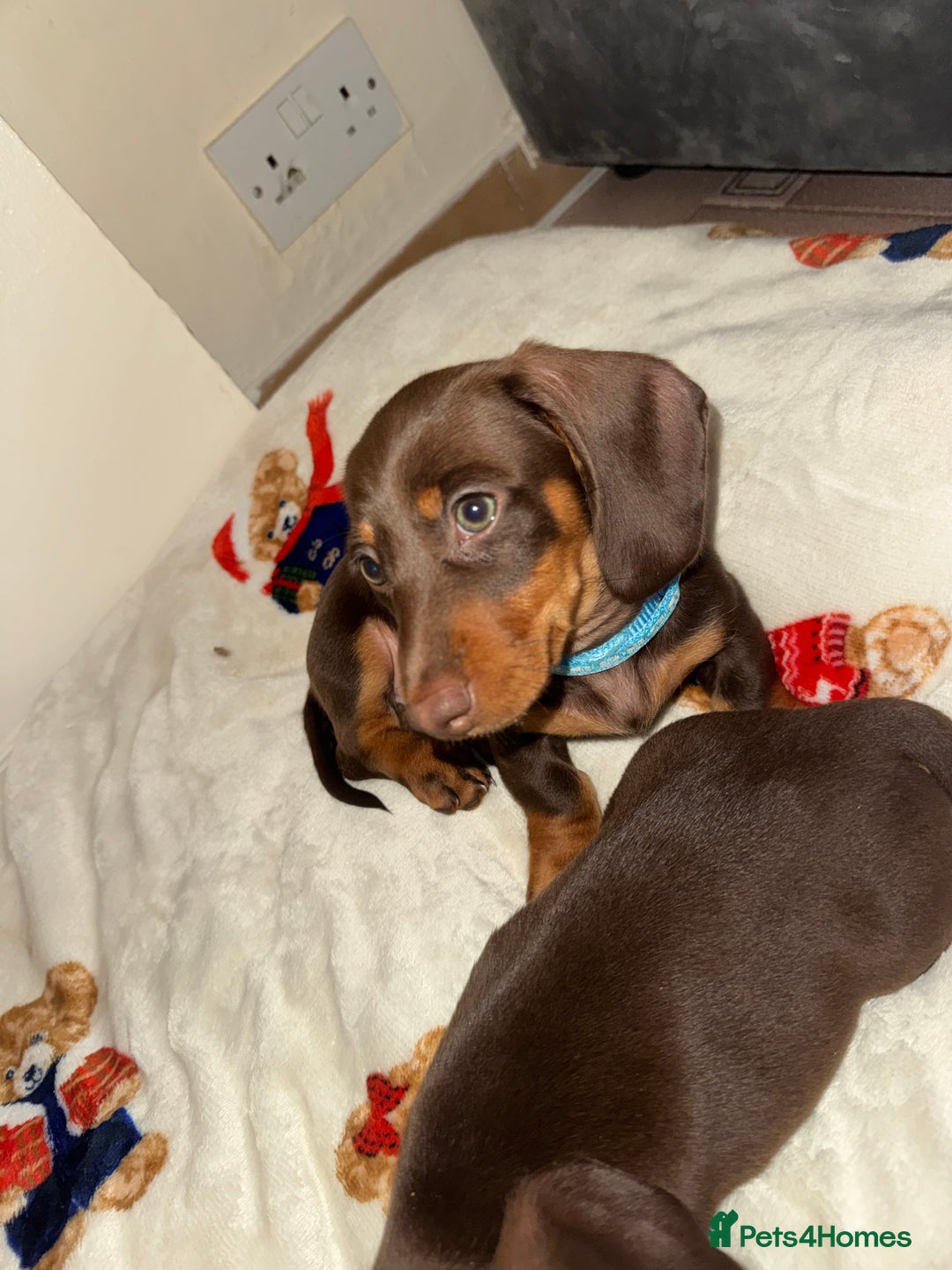 Miniature Dachshund dogs for sale: Miniature dachshund - Image 8