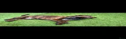 Boxer dogs for sale: Beutyful bobtail/ tailed Boxer puppy - Advert 12