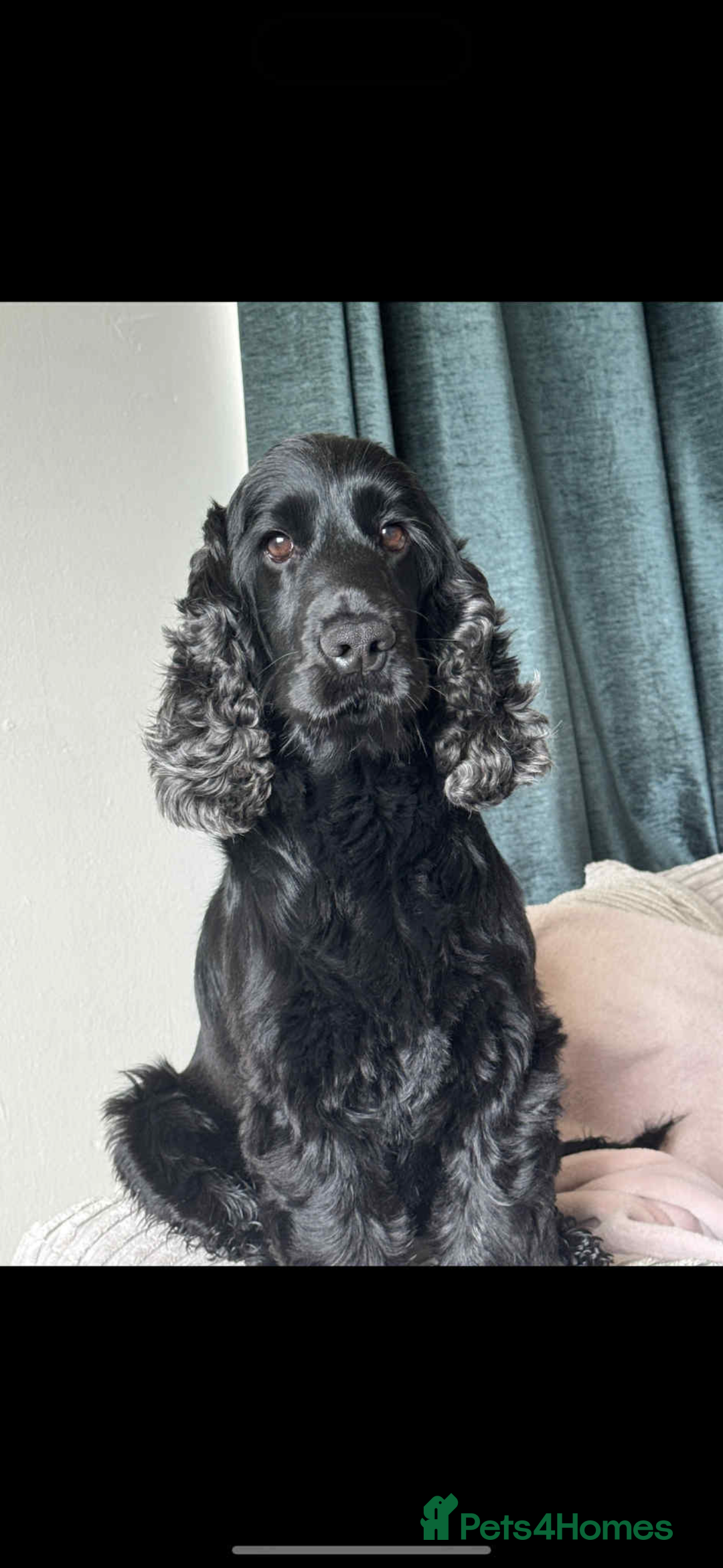 Cocker Spaniel dogs for stud: Dale  - Advert 5