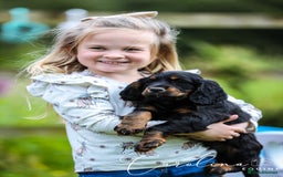 Cocker Spaniel dogs for sale: Outstanding Working Cockers  - Image 5