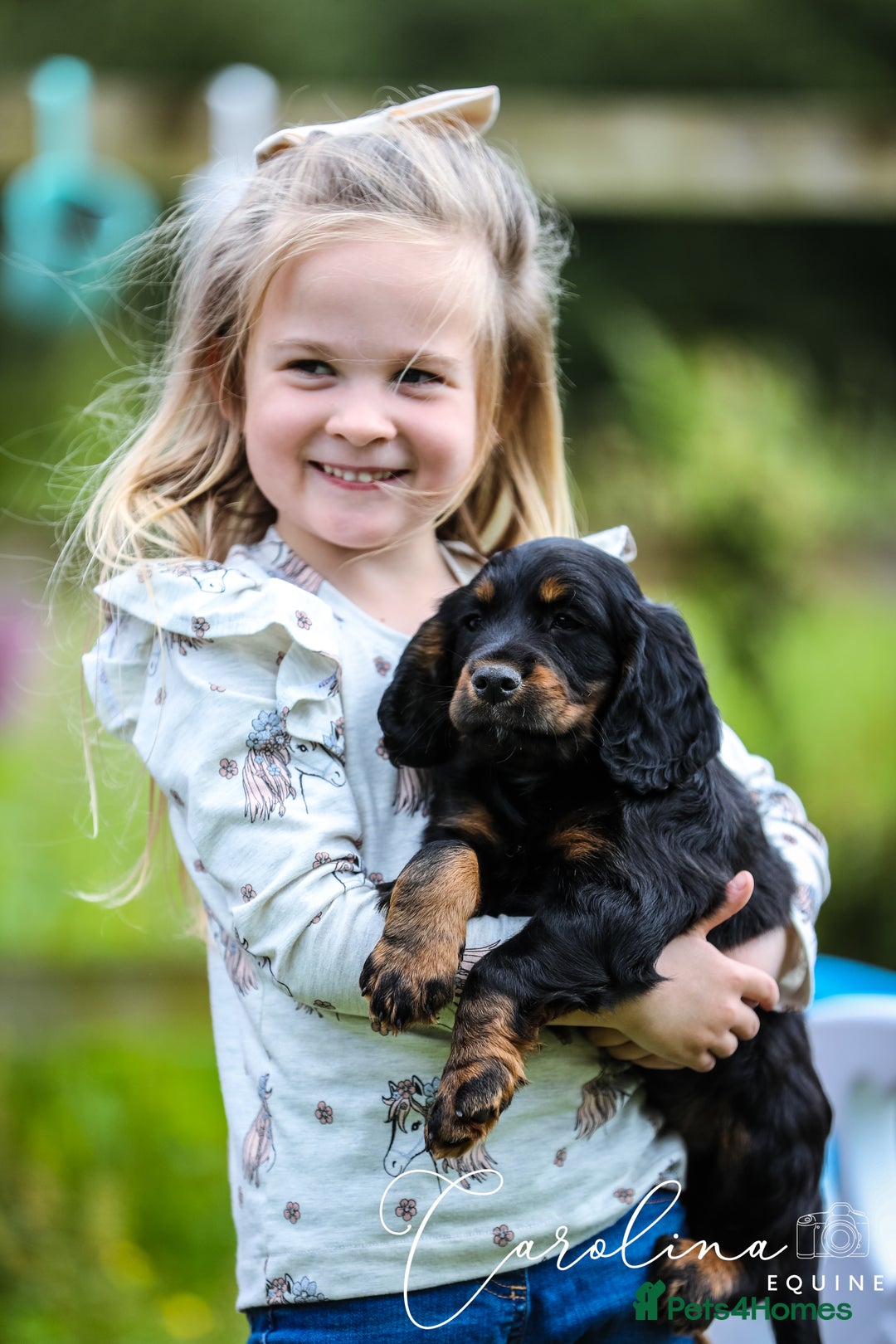 Cocker Spaniel dogs for sale: Outstanding Working Cockers  - Image 5