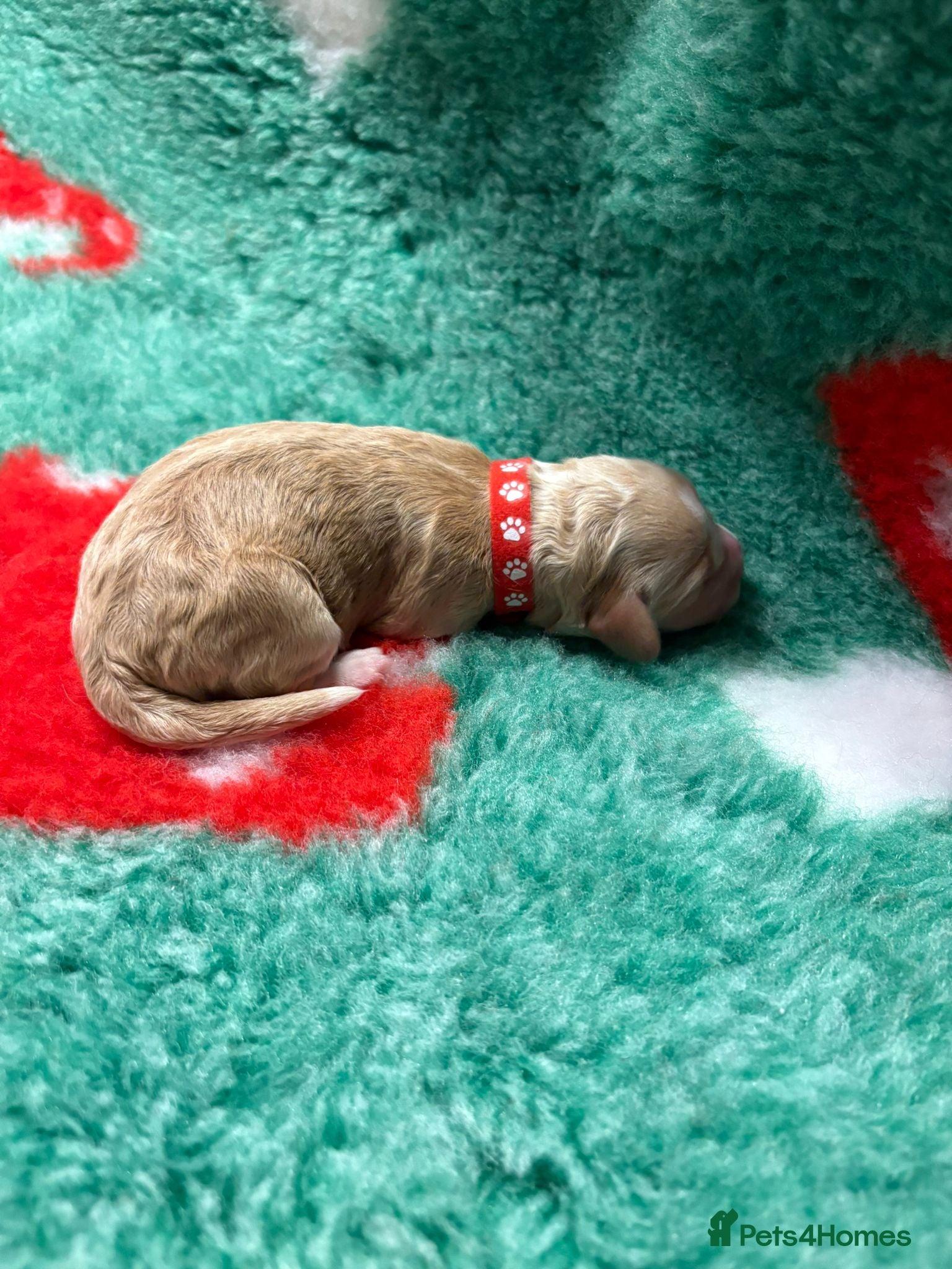 Cockapoo Puppy 6